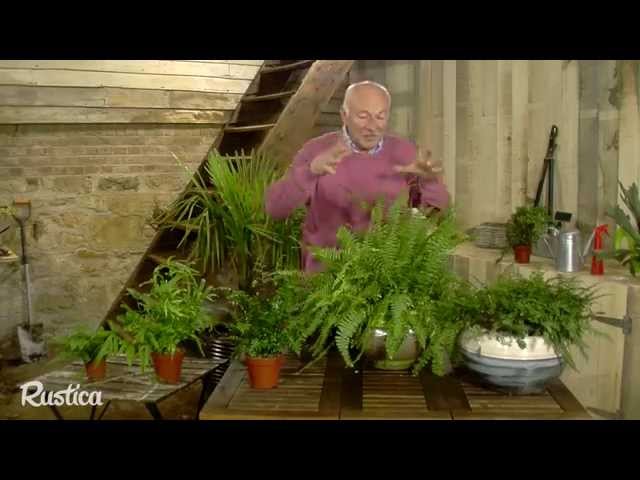 Les fougères d’intérieur : un feuillage éclatant qui transforme vos espaces ombragés
