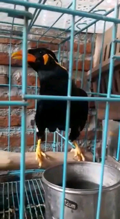 nias parrot smart talk #shorts