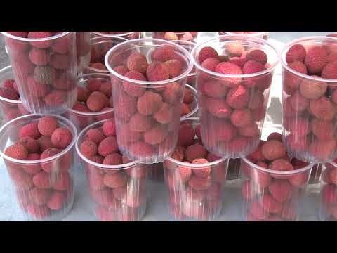 Video: ¿Puede un paciente diabético comer litchi?