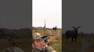 HUNTING Big Moose at close Range #hunting #deer #chasse