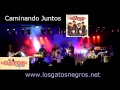 LOS GATOS NEGROS CAMINANDO JUNTOS