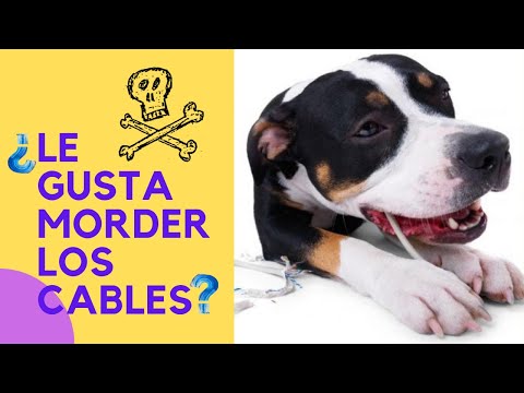Video: Cómo Evitar Que Un Perro Muerda Cables