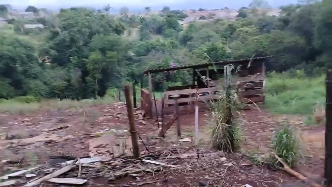 Aqui um pouco da minha hortaliça #videoviral