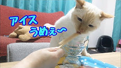 ソラといっしょkitten Youtube