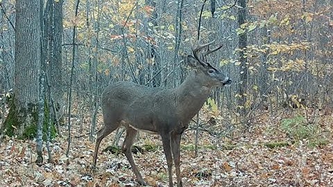 Does Human Urine Scare Deer??  Experiment with a Scent Dripper