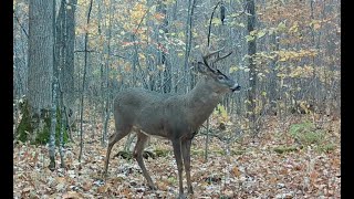 Does Human Urine Scare Deer??  Experiment with a Scent Dripper