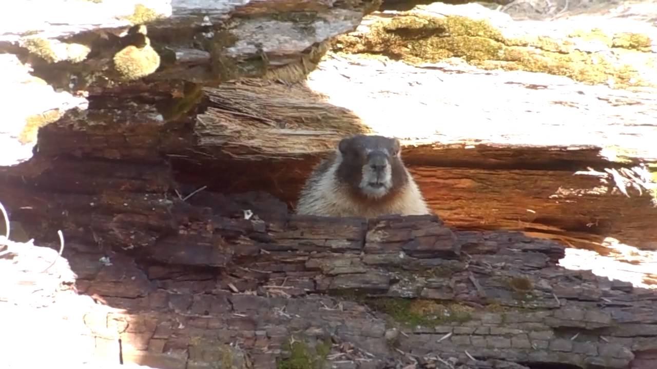 Curious Marmot at Sequoia National Park - YouTube