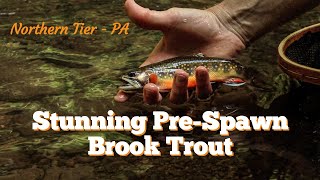 BRILLIANT PreSpawn BROOKIES on the FLY  NORTHERN TIER, PA