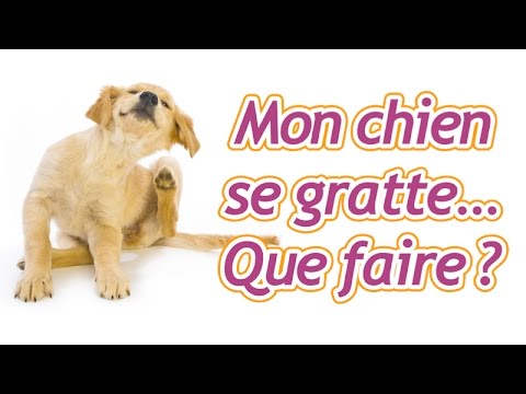 Vidéo: Types de Terriers