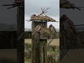 Two Sparrows Build Nest in Rain 🌧️ (Real Timelapse)