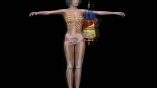 V4.Anatomy.Display.7c.avi