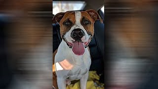 Maxs Mission Cal, 1-Year-Old Staffordshire Terrier Mix, Still Up For Adoption