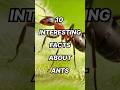 10 Interesting Facts About Ants #top #top10 #amazingfacts #interestingfacts #trending #ants #antman