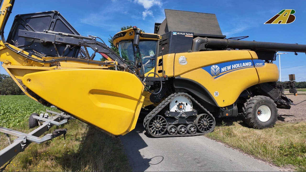 Rapsernte - Mähdrescher New Holland CR & Traktoren vom landwirtschaftlichen Mischbetrieb König GbR