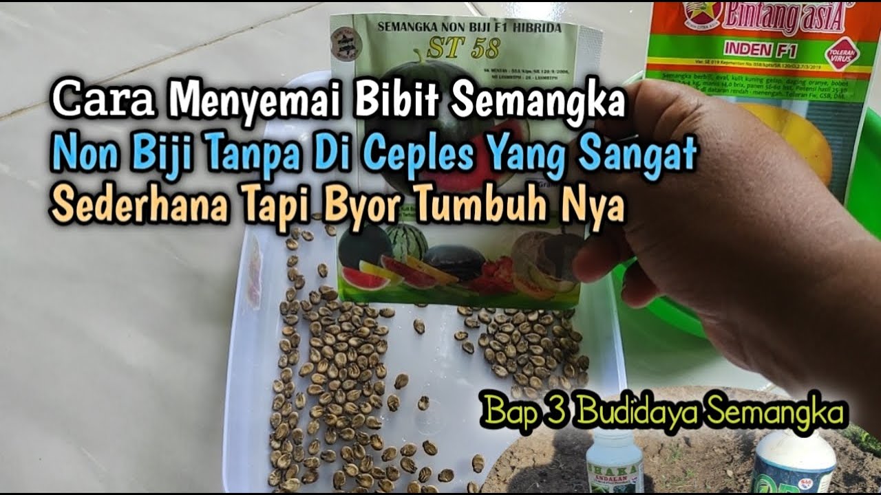 Cara Menyemai Bibit Semangka Non Biji Tanpa Di Ceples Yang Sangat Sederhana