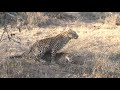 Leopards mating SSGR Sth Africa Part 2