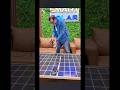 Crown Steel Frame Solar Plate | 620W | 640W | Best Solar Panel in Paksitan #solarsteel #crownsolar
