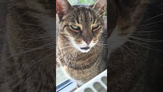 Der müdeste Kater der ganzen weiten Welt