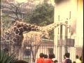 1981年（昭和56年）の天王寺動物園 の動画、YouTube動画。