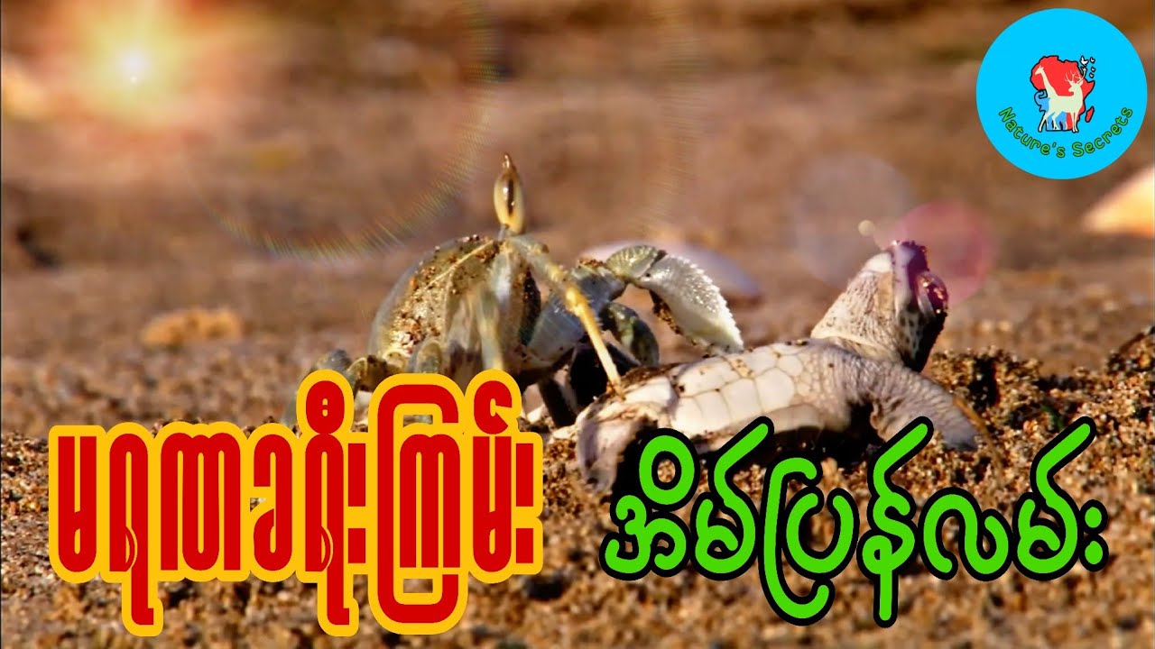 လိပ်သားပေါက်ကလေးတွေဆီက လူငယ်တွေ သင်ယူရမယ့်  ဘဝသင်ခန်းစာ (၃) ခု