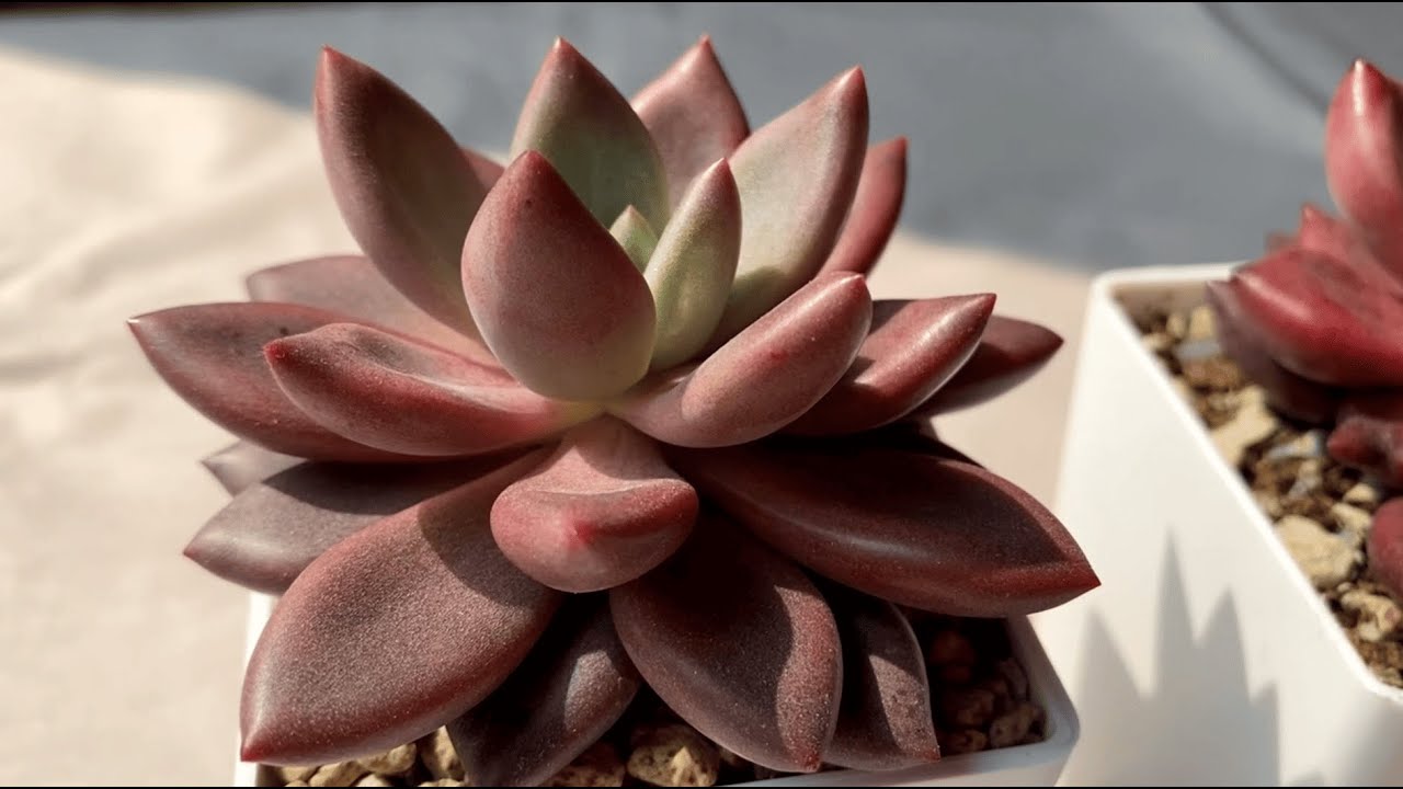 Моя коллекция суккулентов от А до Я в 2025  (часть 1)