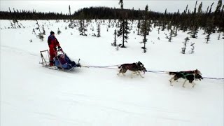 An Iditarod to Remember