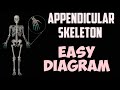 APPENDICULAR SKELETON | HUMAN SKELETON