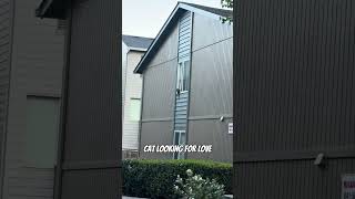 Cat Looking For Love #cat #cats #catshort #catshorts #catvideo #catvideos #catlife #catsofyoutube