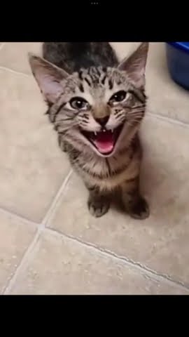 Wee ee ee ee eee #memesvideo #cat #smartphone #art #memes #funny #gaming #automobile #roblox #cute