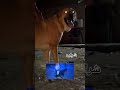جنون شراره على الخصم جنون شراره على الخصم
