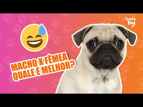 Vídeo: Selecionando um filhote de cachorro: Pug masculino versus fêmea