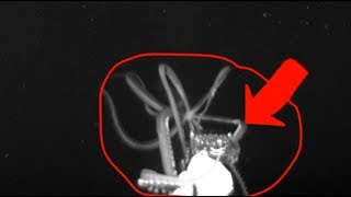 Giant Squid off coast of United States by Jason Charles 79 views 4 years ago 2 minutes, 26 seconds