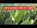 EL MEJOR NOPAL DE MÉXICO | Y SU LUCHA PARA LLEVARLO AL EXTRANJERO