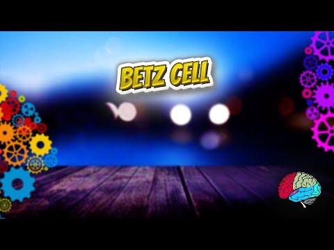 Betz cell - Know It ALL 🔊✅