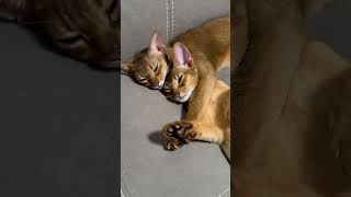 Abyssinian Cats Hugging