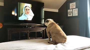 Bulldog