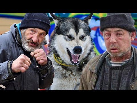 Homeless people stole a dog