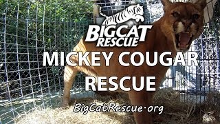 Mickey Cougar Gets Rescued