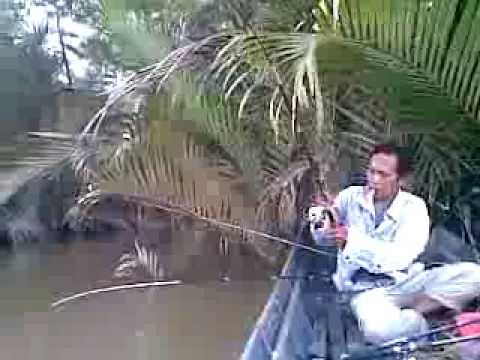 Memancing udang galah di anak sungai muara kembang - YouTube