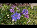 Clematis Lilac la Flor de la Resistencia - La conoces?
