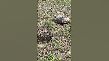 Gopher tortoise is going home, fast!