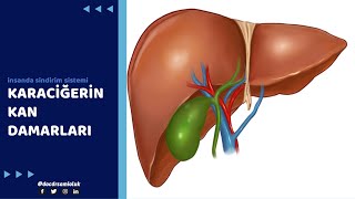 İnsanda Si̇ndi̇rm Si̇stemi̇ Karaci̇ğeri̇n Kan Damarlari