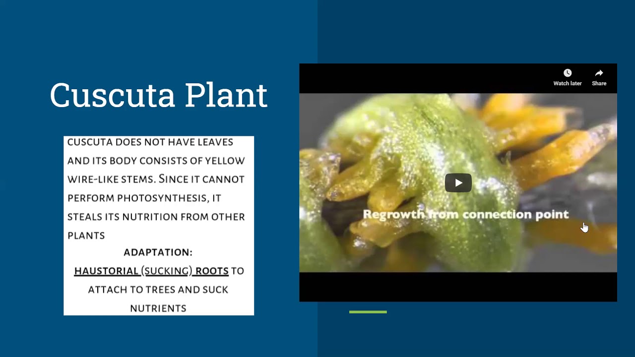 Adaptation for Ingestion of Food In Plants YouTube