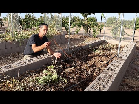 Video: Javelina-resistente planten: leer over planten die Javelina niet eet
