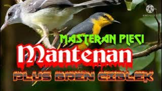 Masteran pleci tembakan mantenan sambung bren ciblek