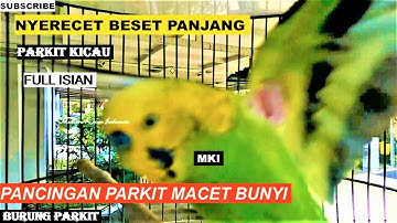 BURUNG PARKIT !! full materi tembak beset crecet MASTERAN murai batu cucak ijo anis kacer cendet