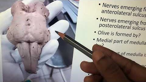 Dr. Pratheepa’s tutorial- Brainstem Mcq - Medulla-1