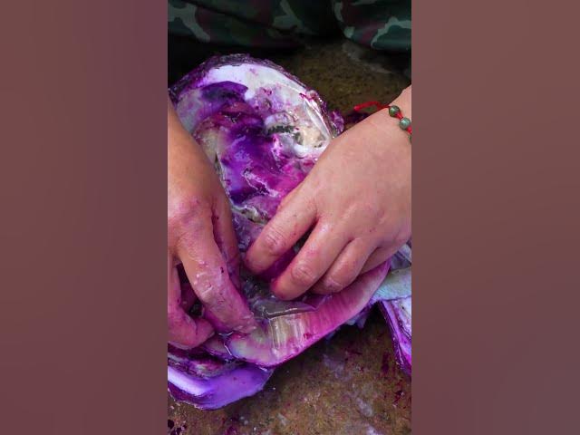 🔮🔮Giant purple clams breed high-quality purple pearls