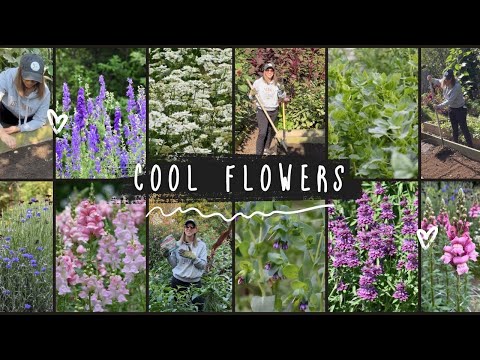 Cool Flowers Planting Guide!! How, When, x Why To Fall Plant Hardy Annuals