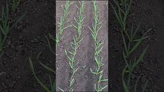 Результаты Первой Подкормки Озимого Чеснока Ранней Весной #shorts